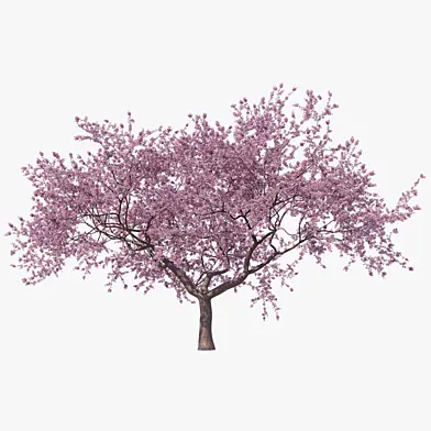 Blossoming Sakura High Poly 08 PBR LOD0
