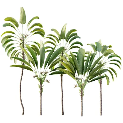 AV Plant Strelitzia Nicolai Palm Tree 01