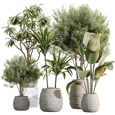 AV Indoor Plants Set 598 Calathea Lutea and Dracaena Warneckii and Chemlali Olive and African Fig