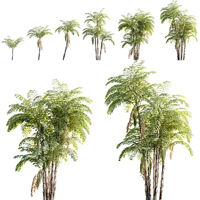Caryota mitis - Clustering fishtail palm