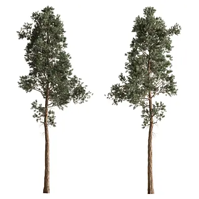 Giant Fir Tree Set 473