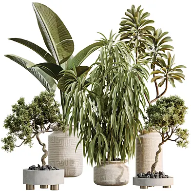 AV Indoor Plants Set 536 Chemlali Olive and Ficus Binnendijkii and Bird Of Paradise and Euphorbia Drupifera
