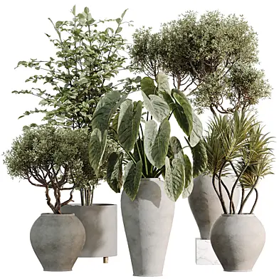 AV Indoor Plants Set 540 Chemlali Olive and Alnus Glutinosa and Spineless Yucca and Cunjevoi Alocasia