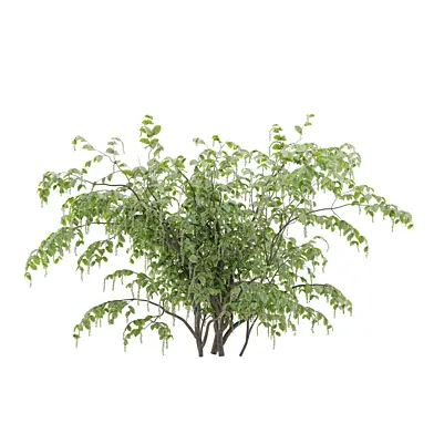 Deciduous shrub Plant_04_07