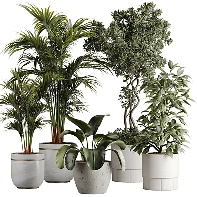 Indoor Plant Set 104