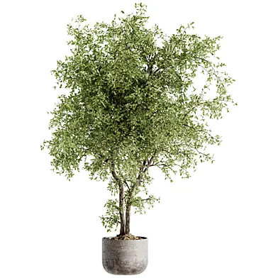 Indoor Bonsai Plants 180