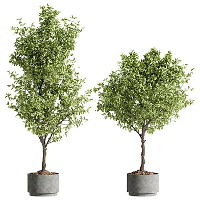 Indoor Bonsai Plant 186