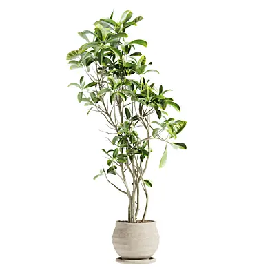 set99 indoor plant