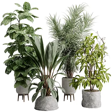 Tree Palm Monstera Deliciosa in a Concrete Pot - Indoor Plant Set 809