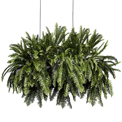plant vol 1106 - hanging - fern - leaf