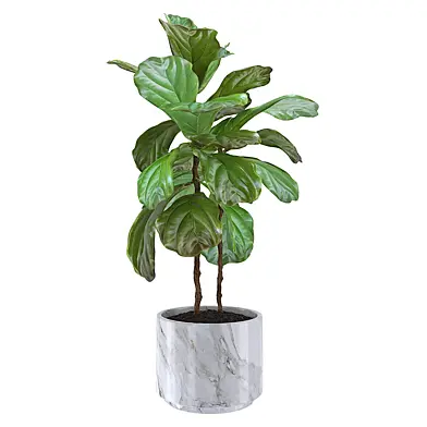 Ficus Lyrata Marble Pot