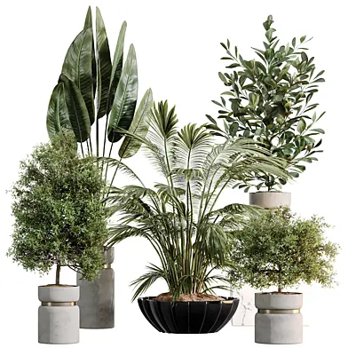 AV Indoor Plants Set 586 Cat Reed Palm Ficus microcarpa Bird Of Paradise Chemlali Olive