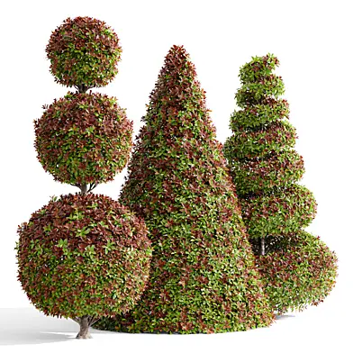 Фотиния фразера набор 3 (Photinia fraseri set 3)