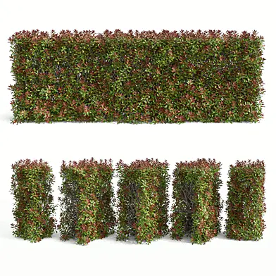 Фотиния фразера набор 4 (Photinia fraseri set 4)