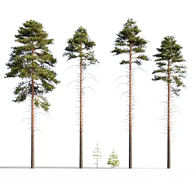 Set for a pine forest 1. (Сосна обыкновенная. Набор для соснового леса 1)