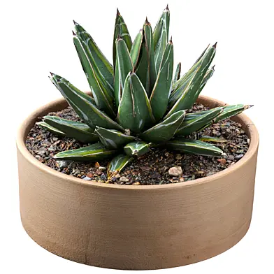 Agave_victoriae