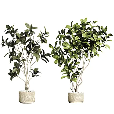 indoor plant 22
