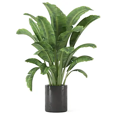 Big Leaf Plant in Handmade Pot_Set 4649