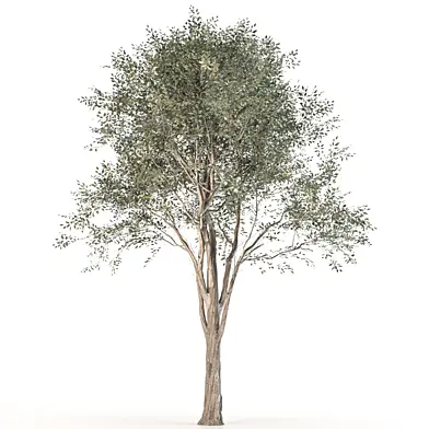 Tree 048
