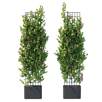 Morning Glory vines 04