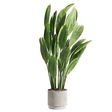 Indoor plant A716