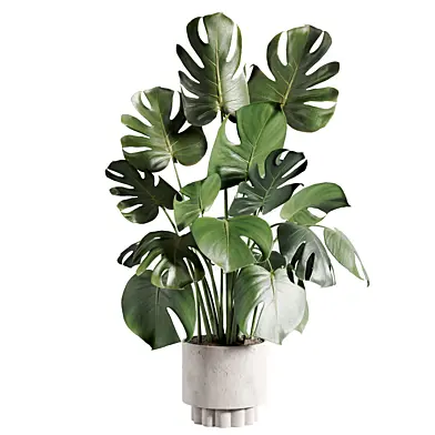 Indoor plant A718
