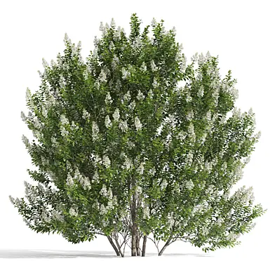 Бирючина обыкновенная (Ligustrum vulgare)