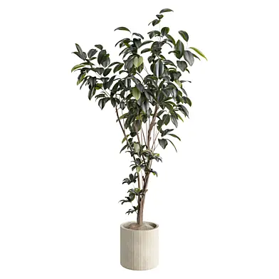 MI Bonsai Ficus Plant Collection Set 481