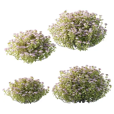 Спирея Японская Spiraea japonica 50 и 30 см 001