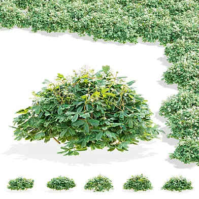 Лапчатка трехзубчатая Нуук цветы | Potentilla tridentata `Nuuk`