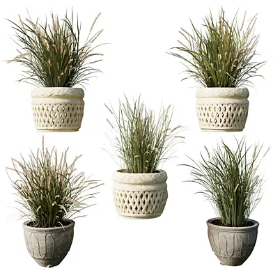 Pampas Bush and Wheat Grass in a Concrete - Outdoor Plants set 272