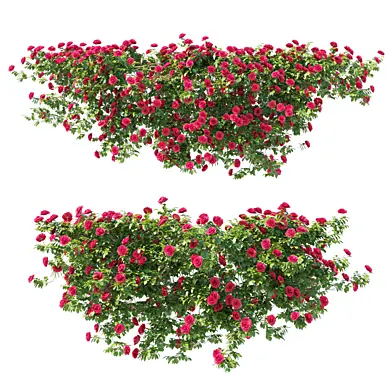 Climbing Rose 02