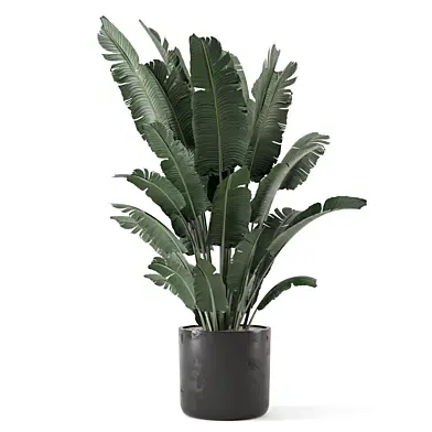 Indoor Plants Rusty Concrete Pot_Set 4677