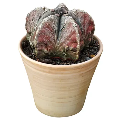 Cactus Astrophytum myriostigma 2