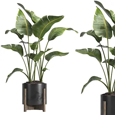 indoor plant 022