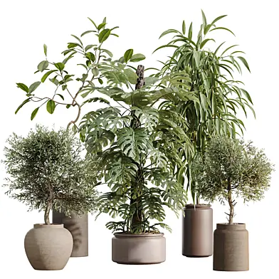 AV Indoor Plants Set 605 Ficus Binnendijkii Ficus Marginata Elegant Monstera Olive Elegant