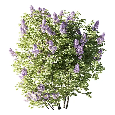 Сирень обыкновенная Syringa vulgaris 210 см 001