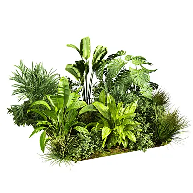 plant vol 1179 -  banana - garden - palm - monstera