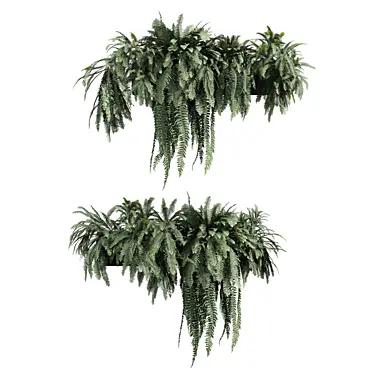 plant vol 1183 - fern - lady