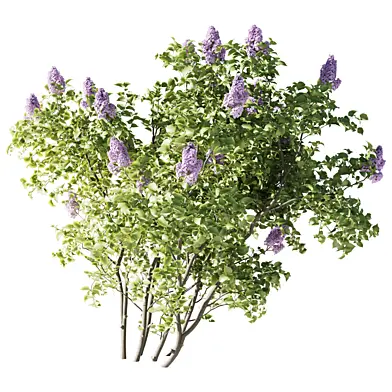 Сирень обыкновенная Syringa vulgaris 210 см 002