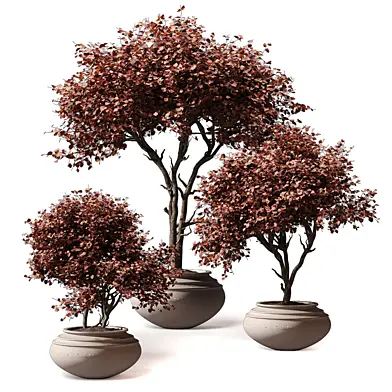Indoor Plants - Variegated Tree Shrub 612