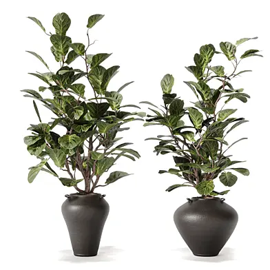 Plants Ficus Lyrata 613