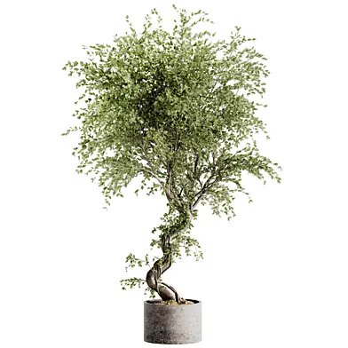 Indoor Bonsai Plant 207