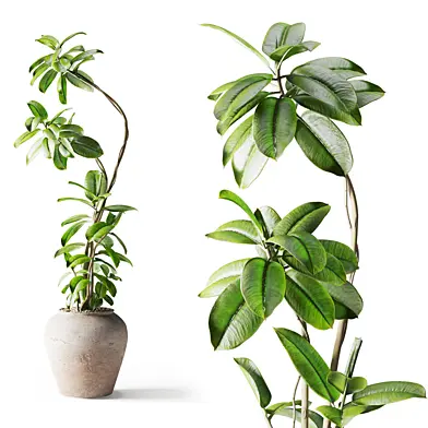 ficus plant in pot