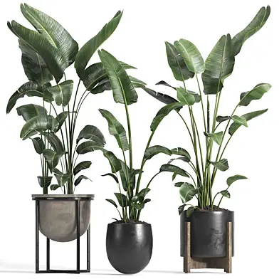 indoor plant 23