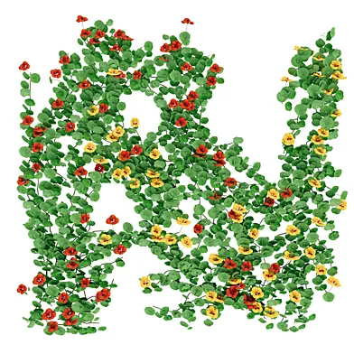 IVY Plant