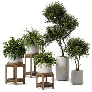 Plants 618