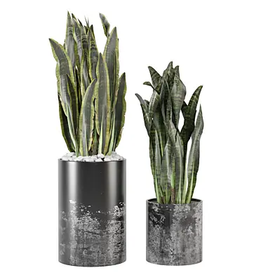 indoor Plants Collection 2762