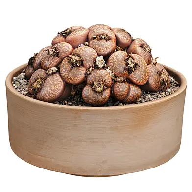 Lithops succulent (Living Stones) with terracotta planter