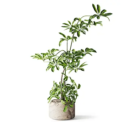 umbrella plant in pot